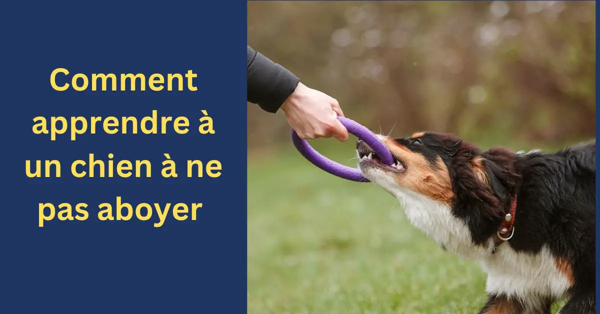 Comment apprendre à un chien à ne pas aboyer