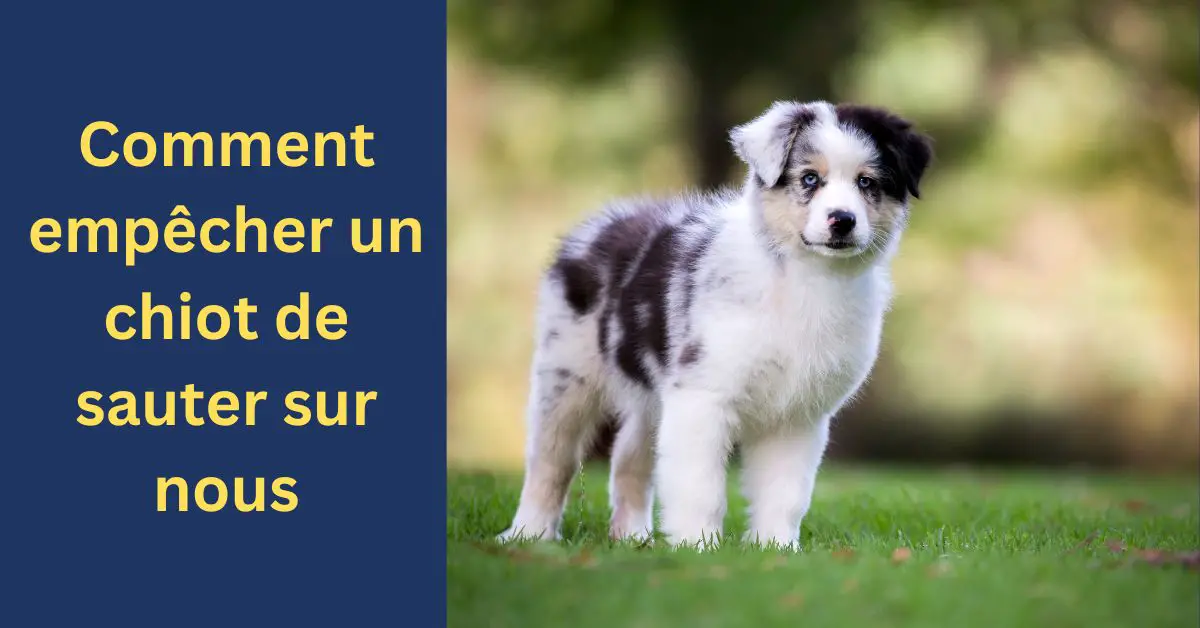 Comment empêcher un chiot de sauter sur nous