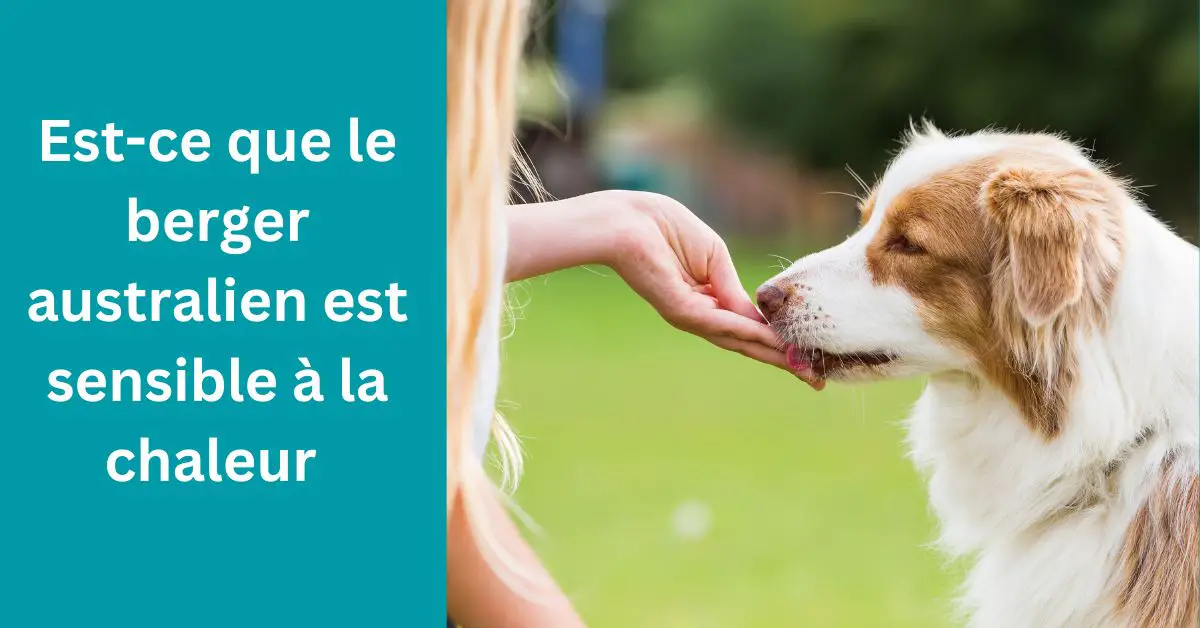 Est-ce que le berger australien est sensible à la chaleur