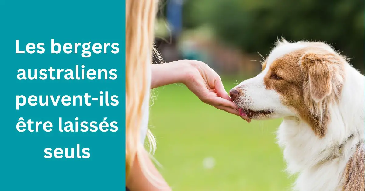 Les bergers australiens peuvent-ils être laissés seuls