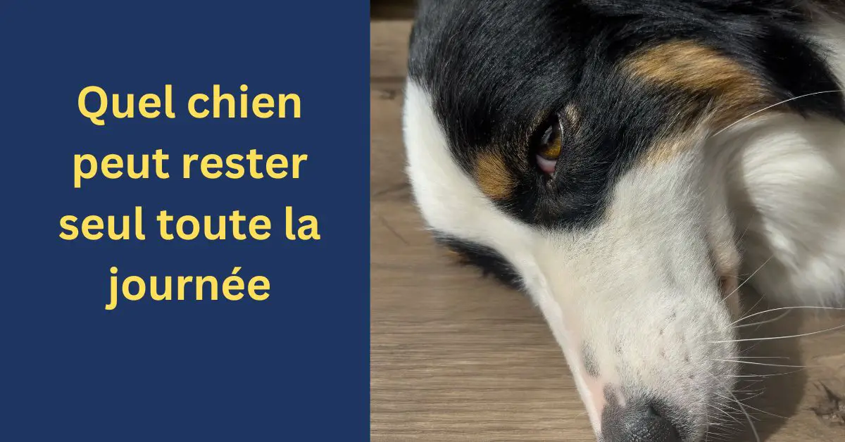 Quel chien peut rester seul toute la journée