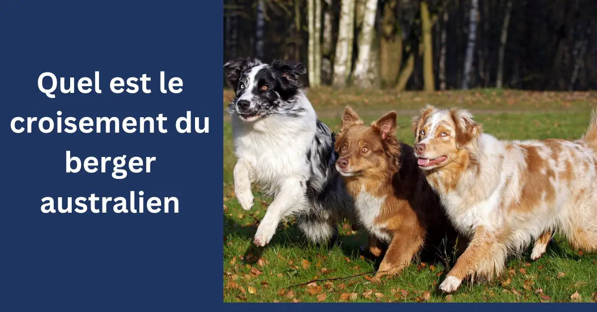 Quel est le croisement du berger australien