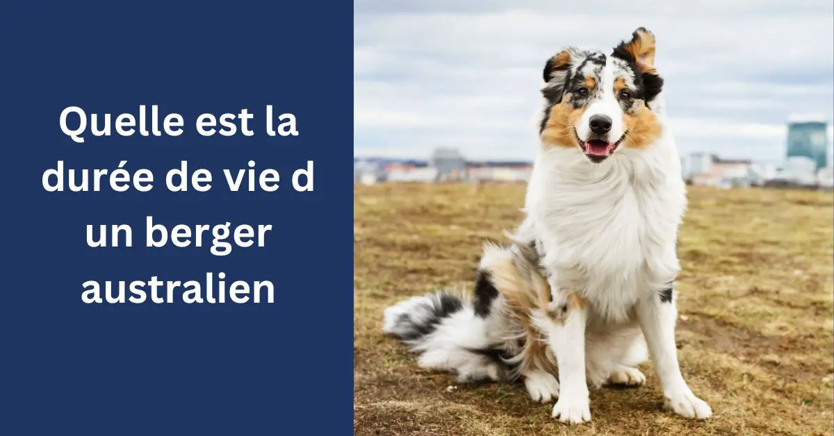 Quelle est la durée de vie d un berger australien