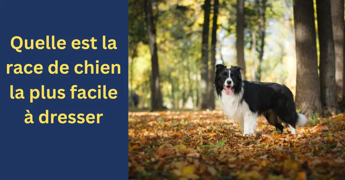 Quelle est la race de chien la plus facile à dresser
