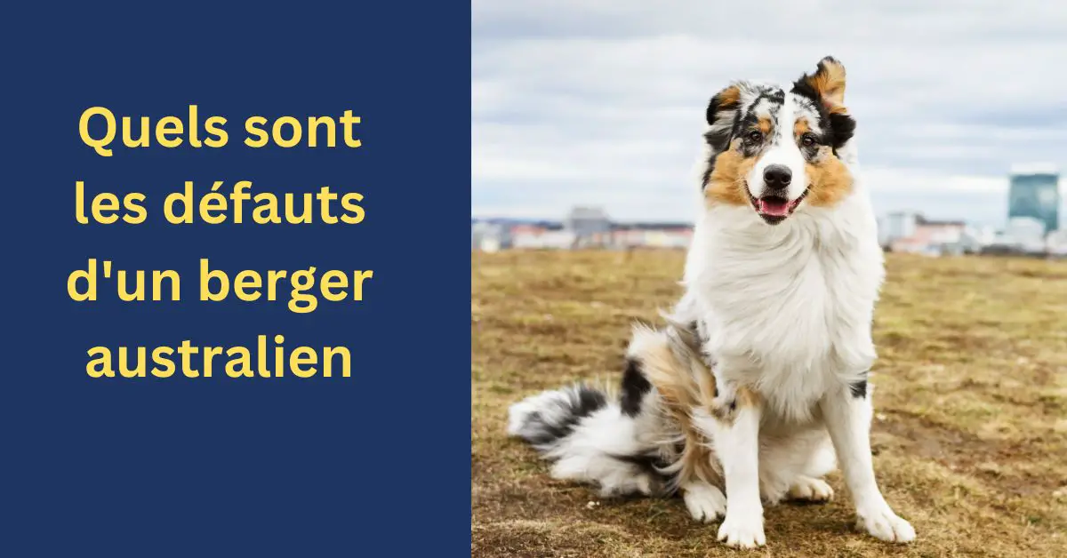 Quels sont les défauts d'un berger australien