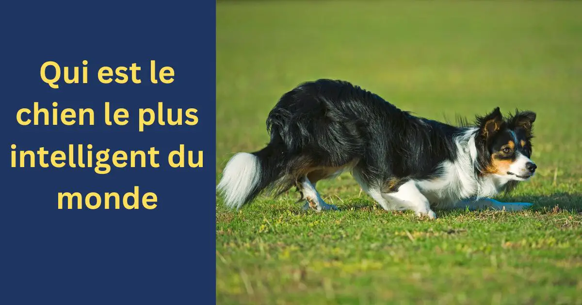 Qui est le chien le plus intelligent du monde