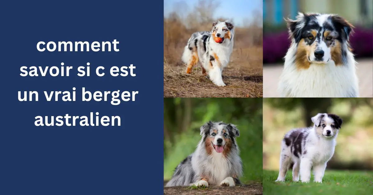 comment savoir si c est un vrai berger australien