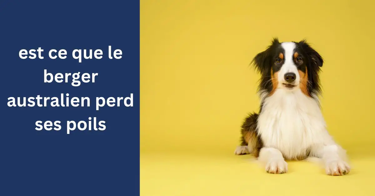 Les bergers australiens perdent-ils leurs poils