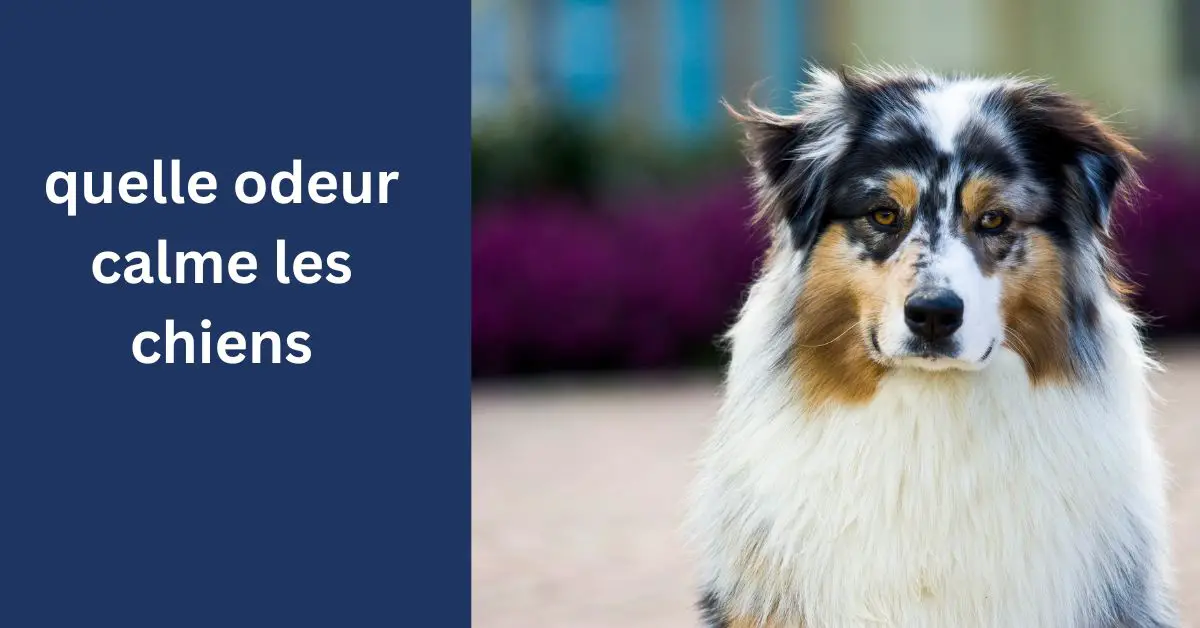 quelle odeur calme les chiens