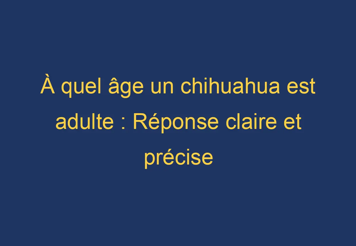 À quel âge un chihuahua est adulte Réponse claire et précise Chien Comment