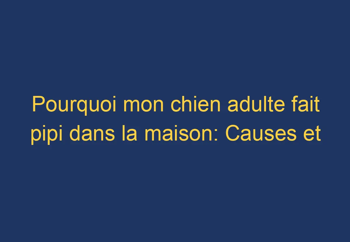 Pourquoi mon chien adulte fait pipi dans la maison Causes et solutions Chien Comment