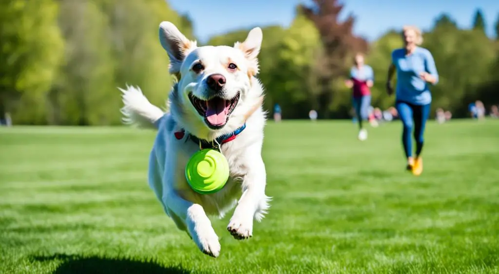 jeu avec son chien