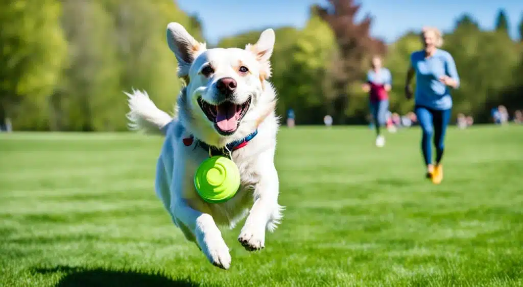 jeu avec son chien