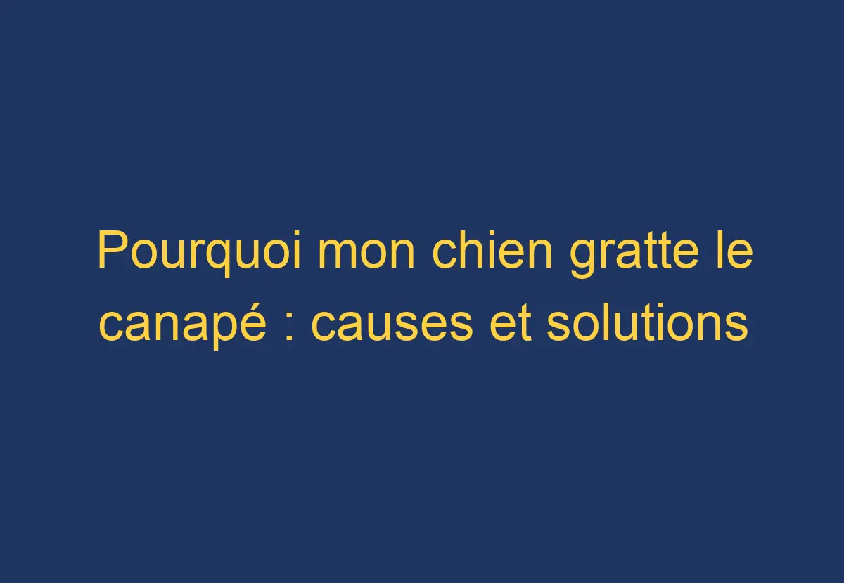 Pourquoi mon chien gratte le canapé causes et solutions Chien Comment