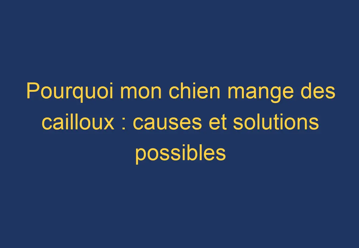 Pourquoi mon chien mange des cailloux causes et solutions possibles Chien Comment