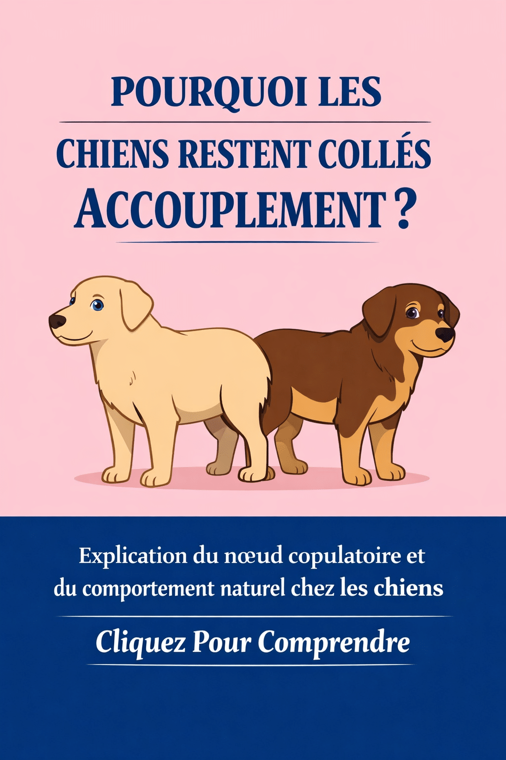 accouplement chien femme reste collé